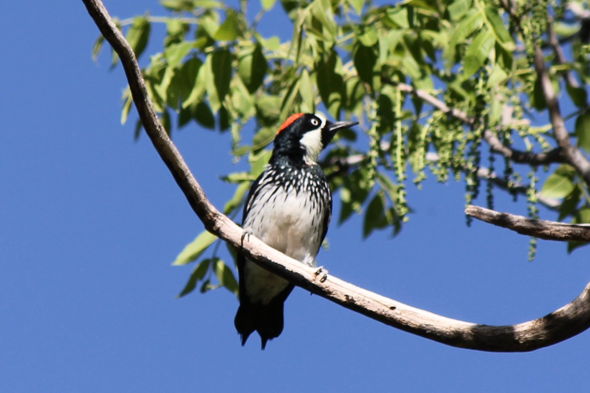 Acorn Woodpecker - Kenny Frisch