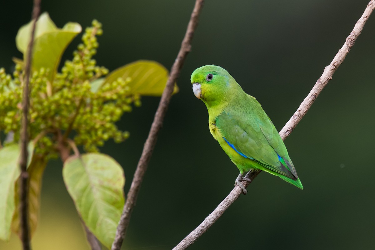 Blauflügel-Sperlingspapagei - ML83157341