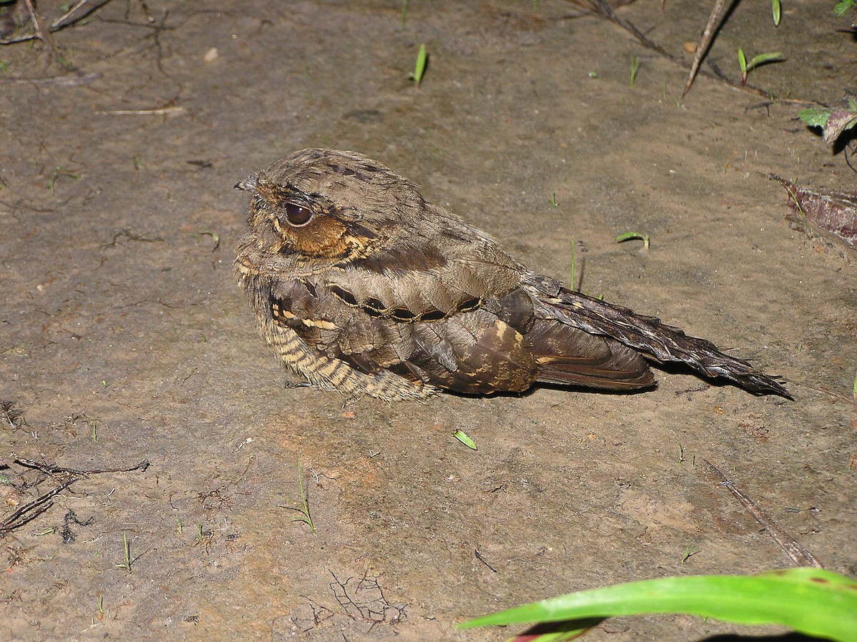 tanımsız Caprimulgidae sp. - ML83158911