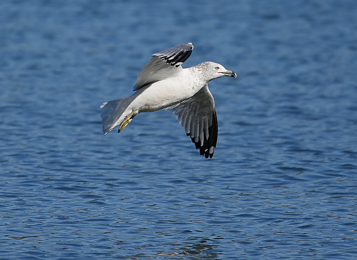 Ring-billed Gull - ML83159951