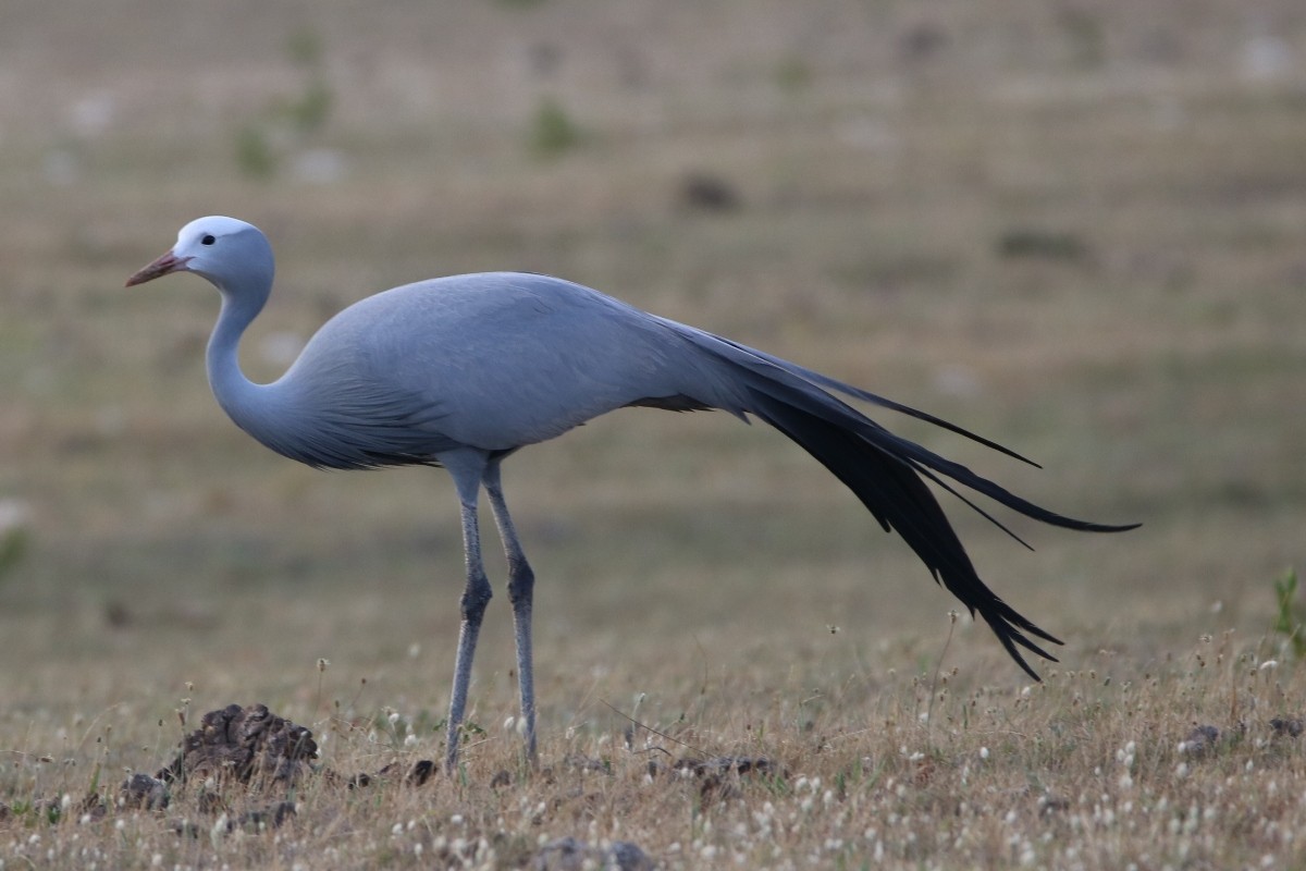 Blue Crane - ML83160041