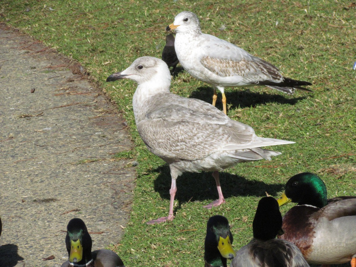 Glaucous-winged Gull - ML83160221