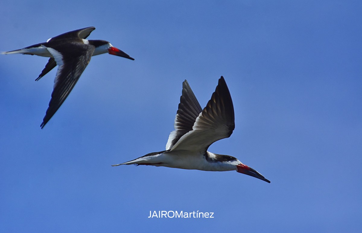 Black Skimmer - ML83160451