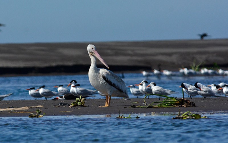 pelikán severoamerický - ML83160561