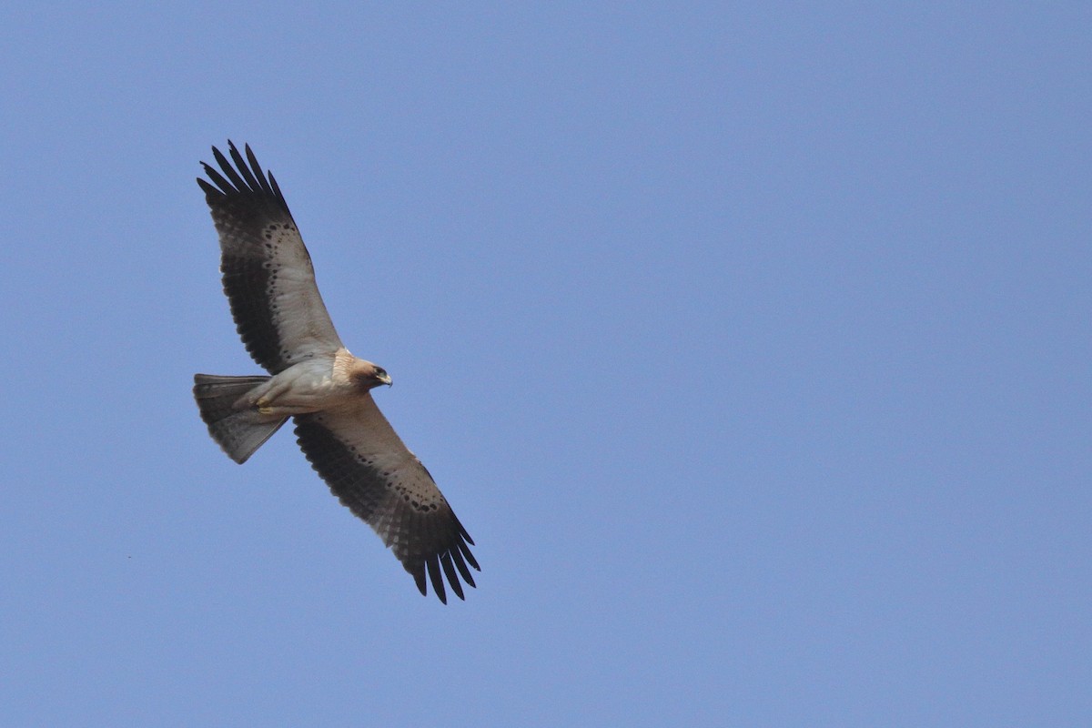 Aigle botté - ML83160911