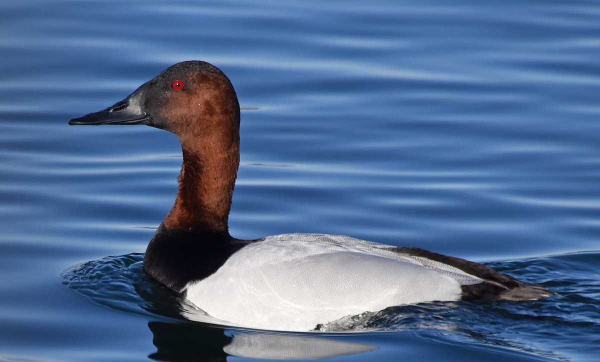 Canvasback - Steven Mlodinow