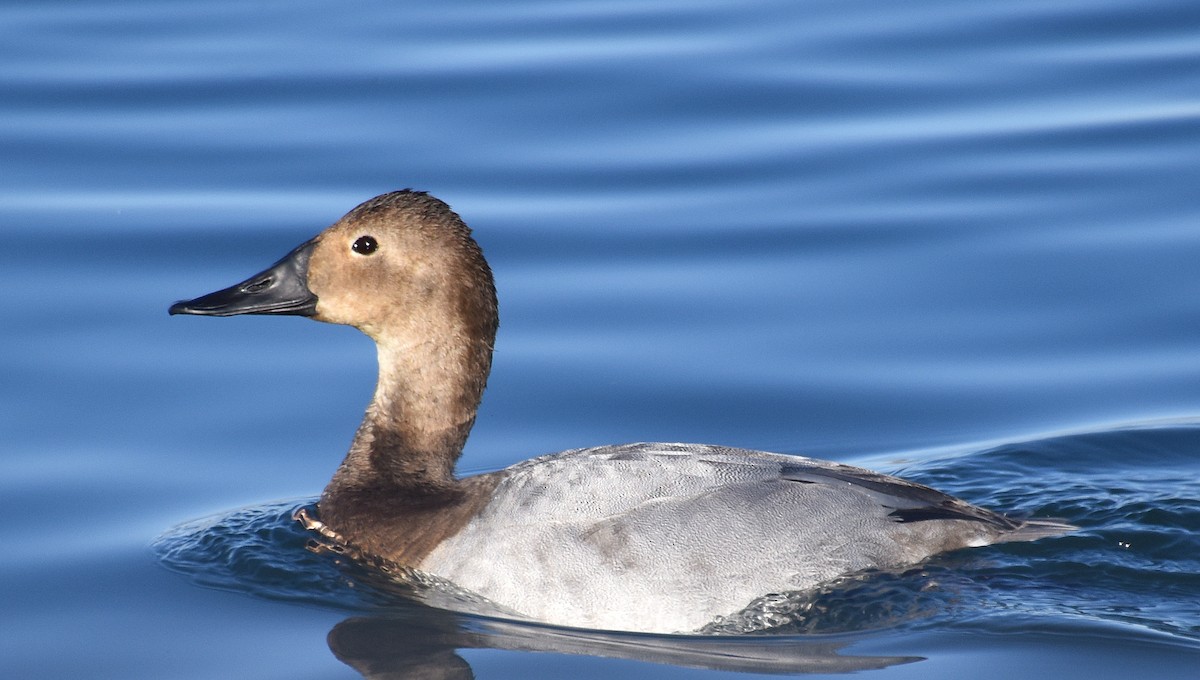 Canvasback - ML83161881