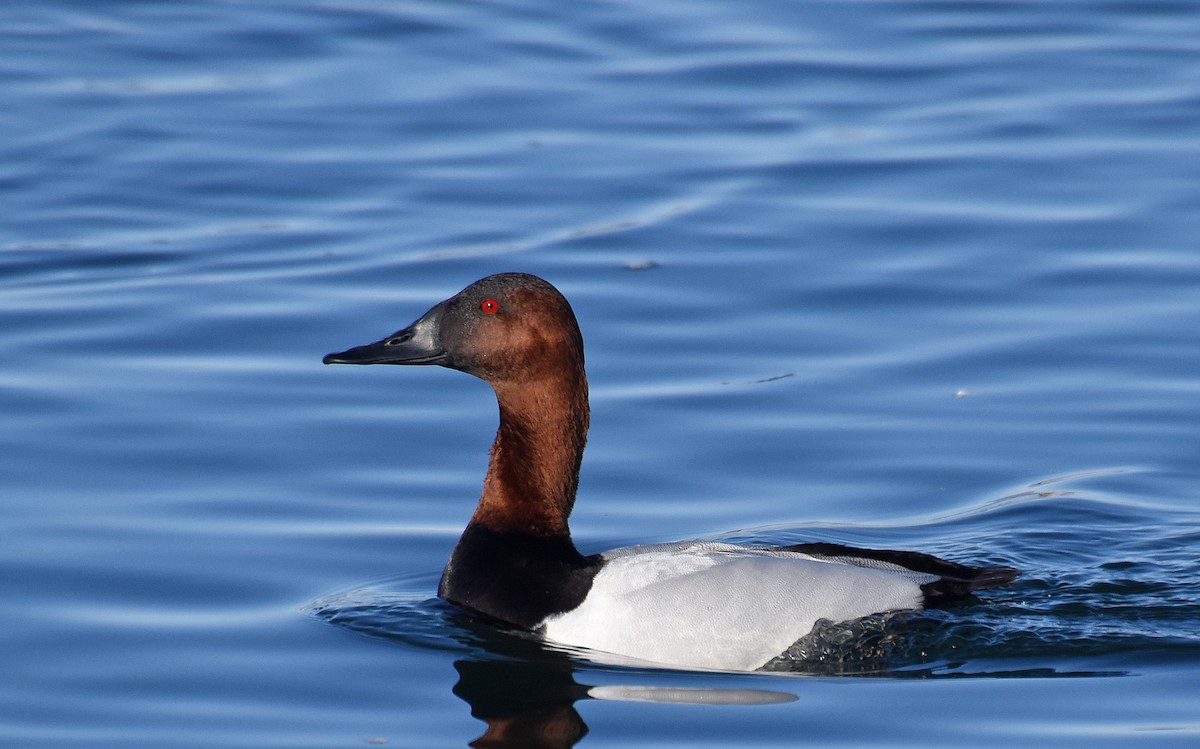 Canvasback - ML83161891