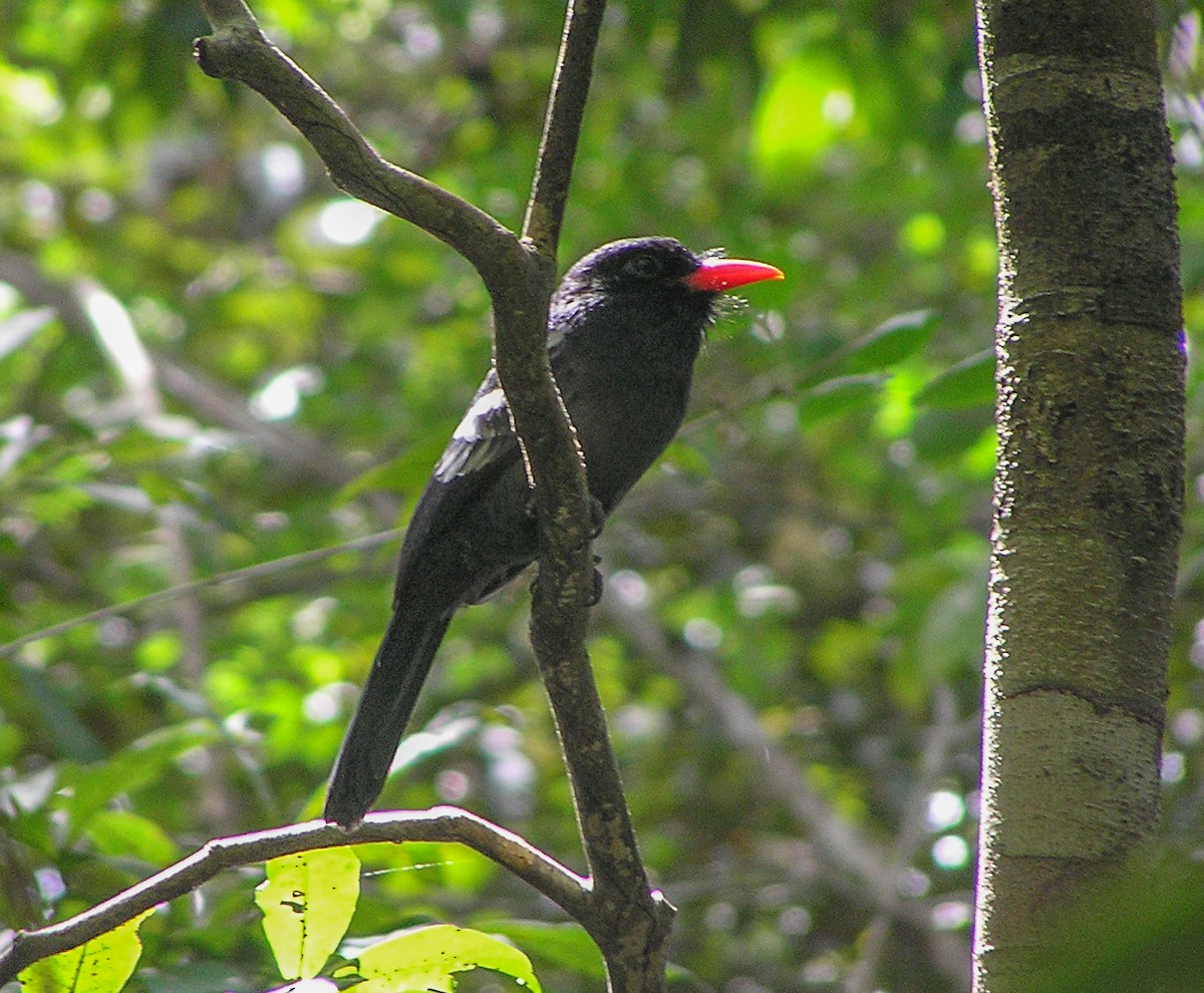 Black Nunbird - ML83162431