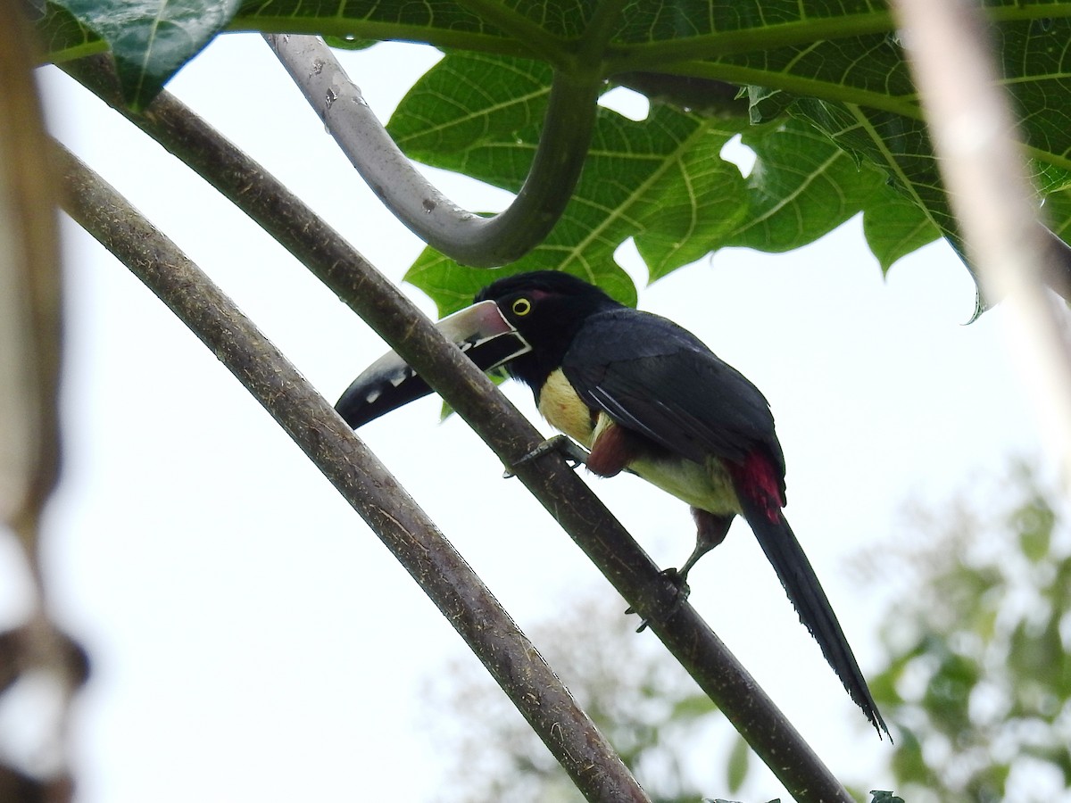 Collared Aracari - ML83163401