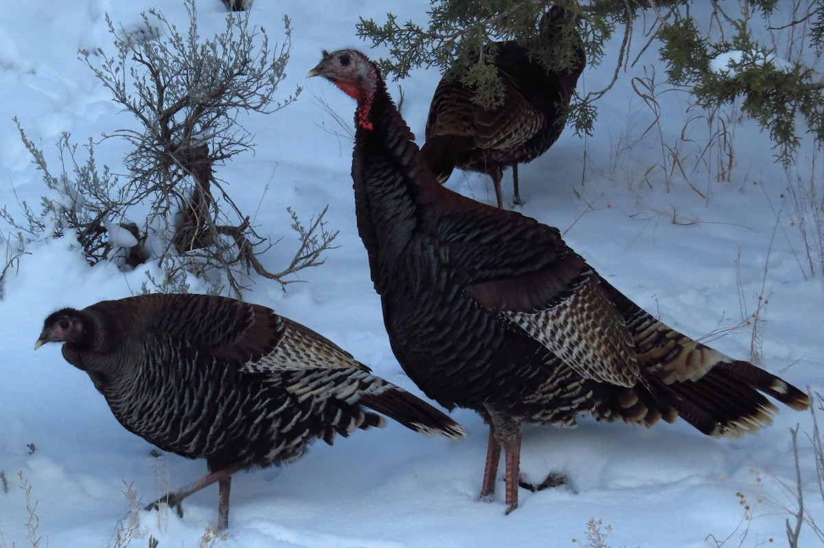 Wild Turkey - ML83163801