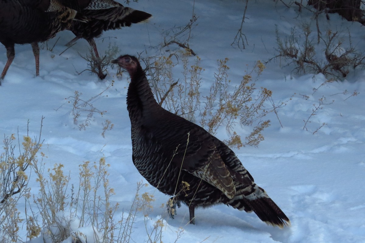Wild Turkey - Bryant Olsen