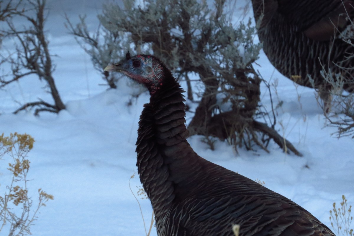 Wild Turkey - ML83163941