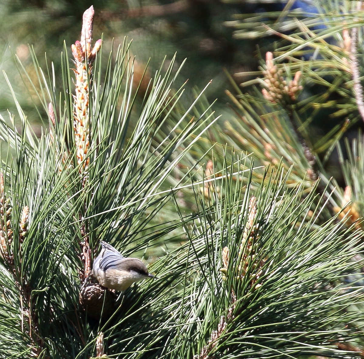 Pygmy Nuthatch - ML83165041