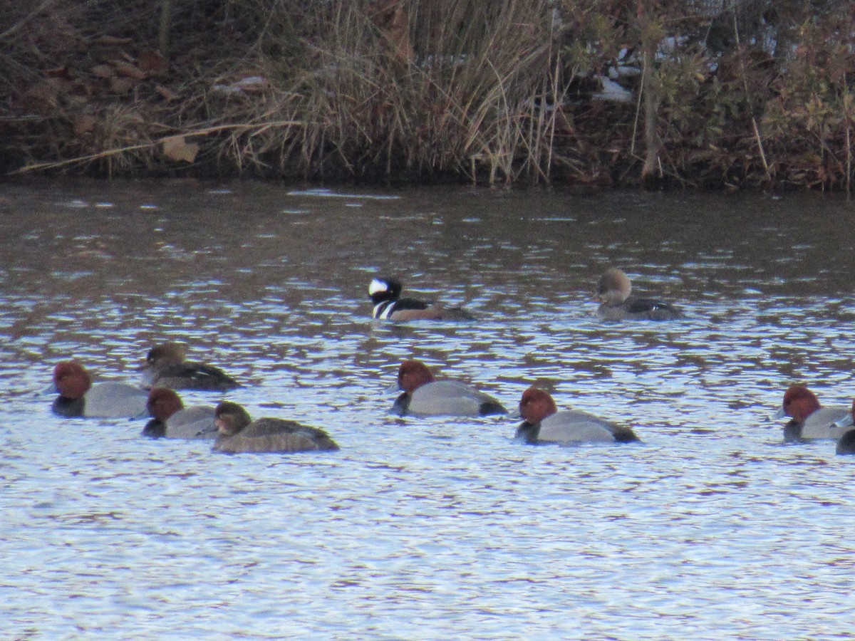 Rotkopfente - ML83165261