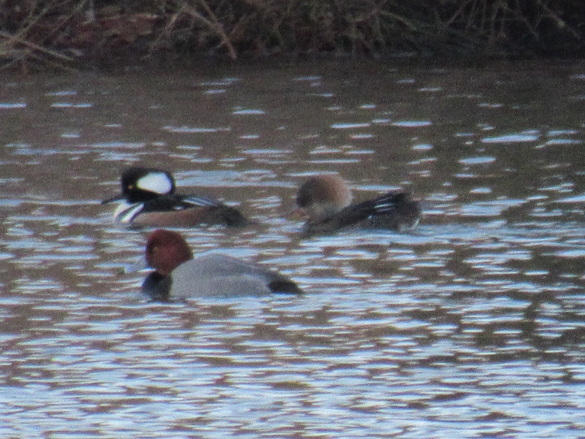 Kappensäger - ML83165411