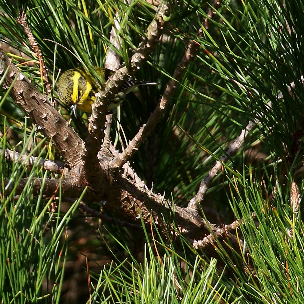Townsend's Warbler - ML83165541