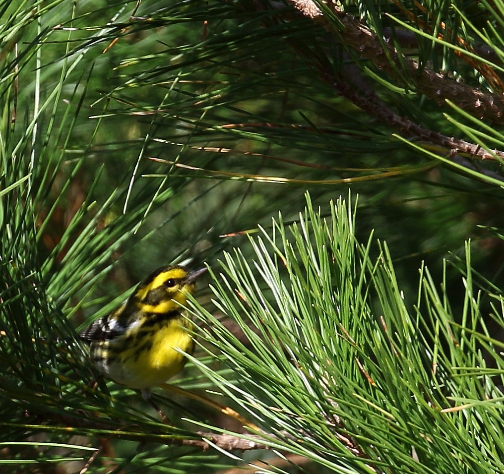 Townsend's Warbler - ML83166091