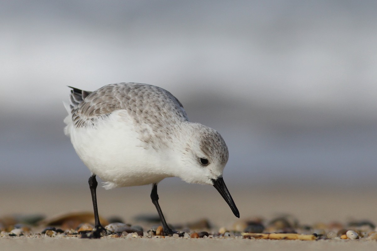 Sanderling - Andy Eckerson