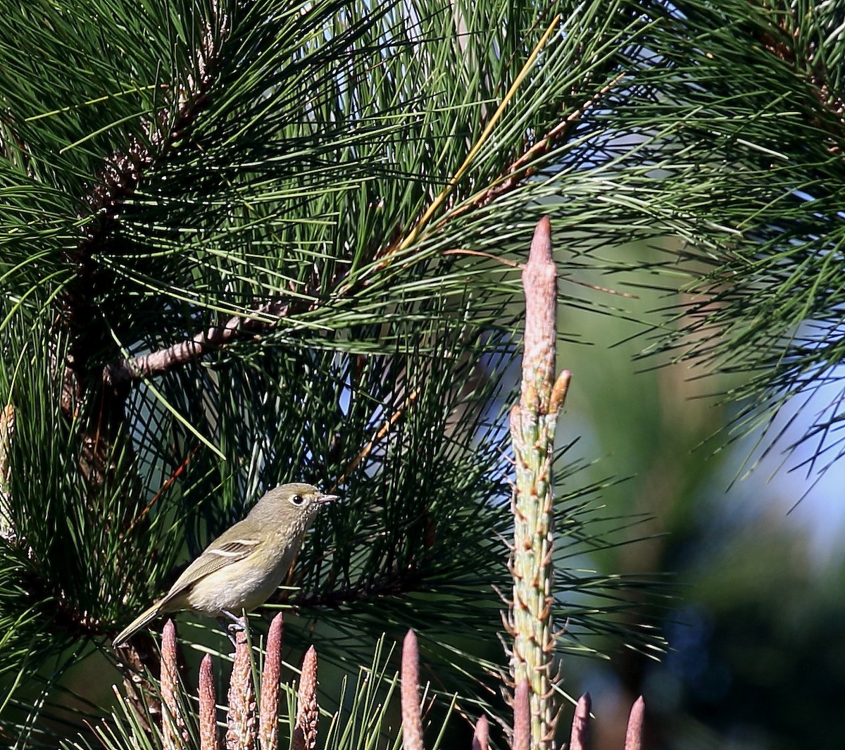 Hutton's Vireo - ML83166541