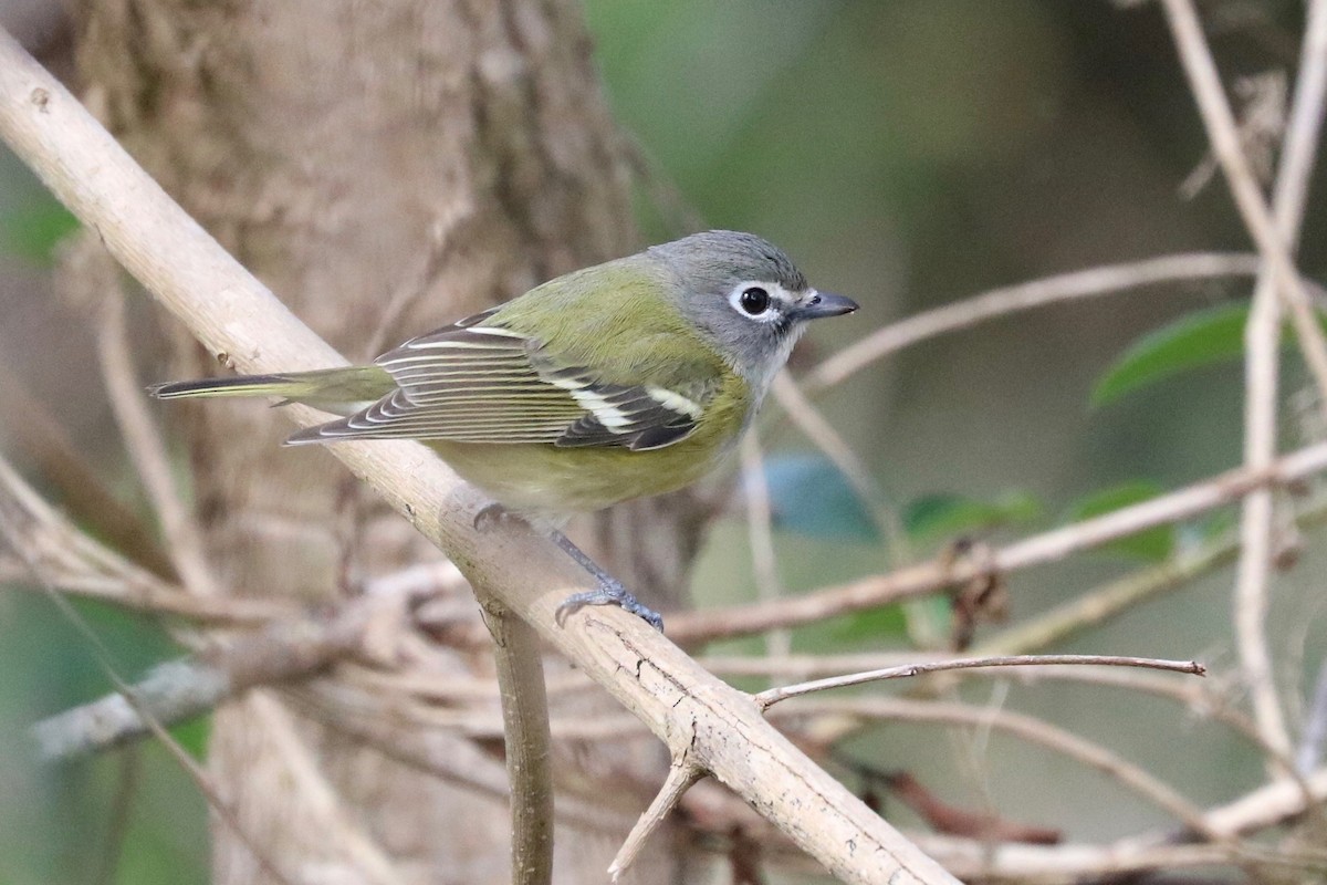 Blue-headed Vireo - Sandi Templeton