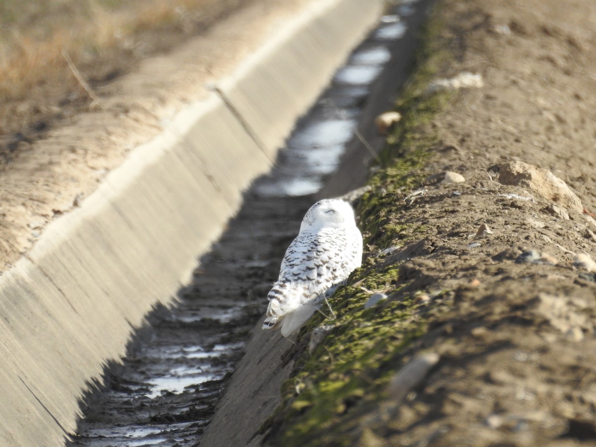 Snowy Owl - ML83168481