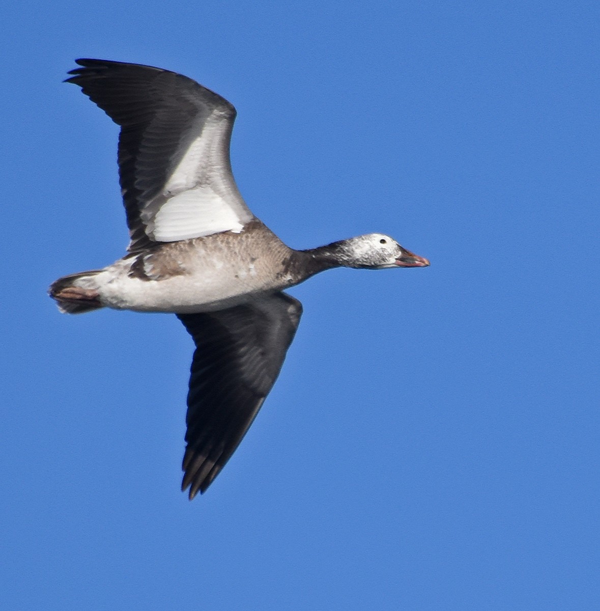 Snow Goose - ML83168951