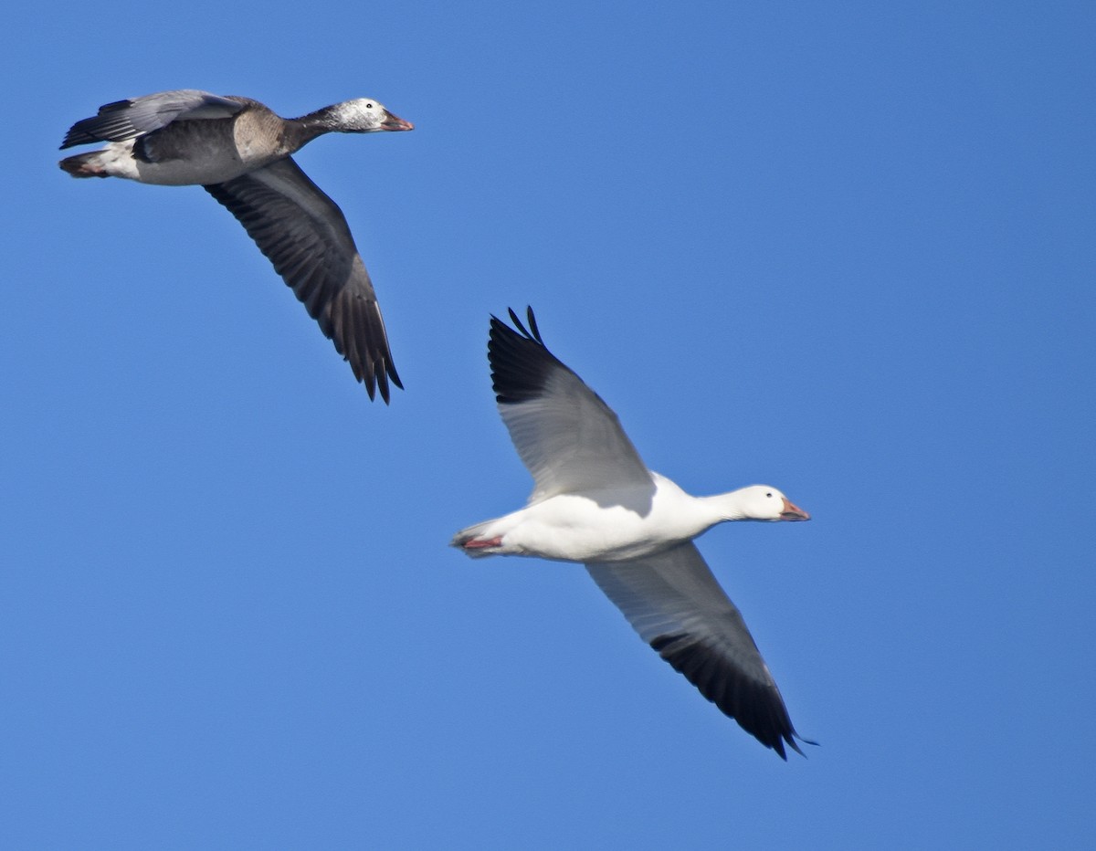 Snow Goose - ML83168971