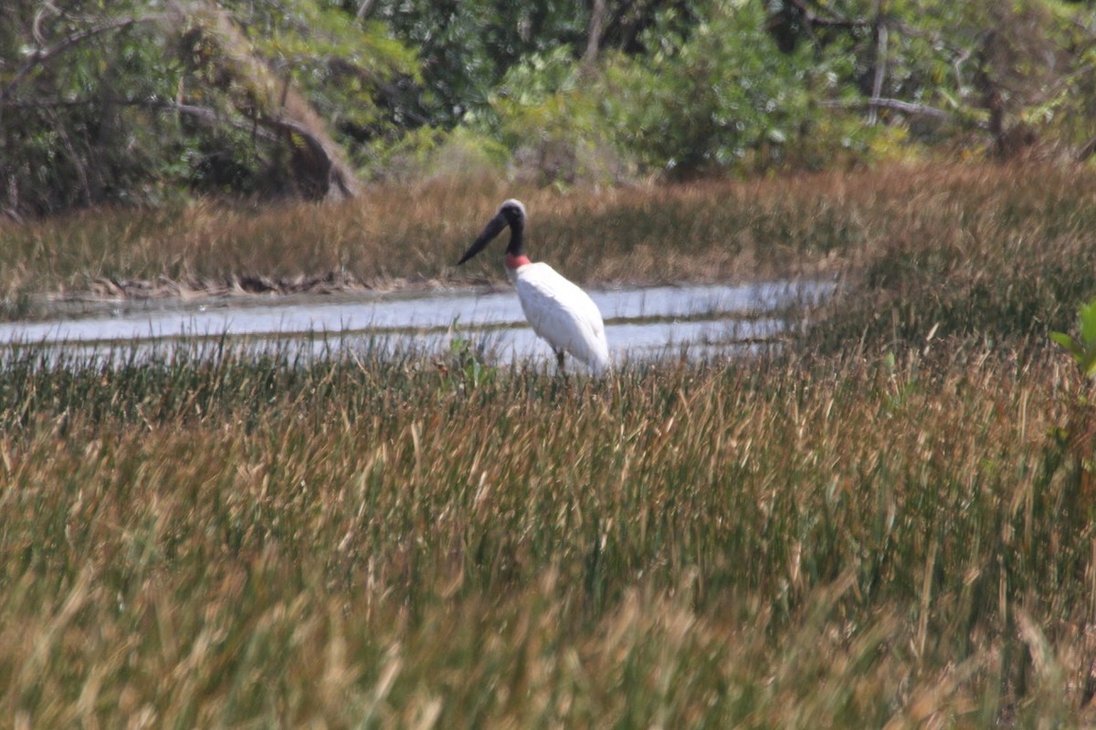 Jabiru - ML83171211