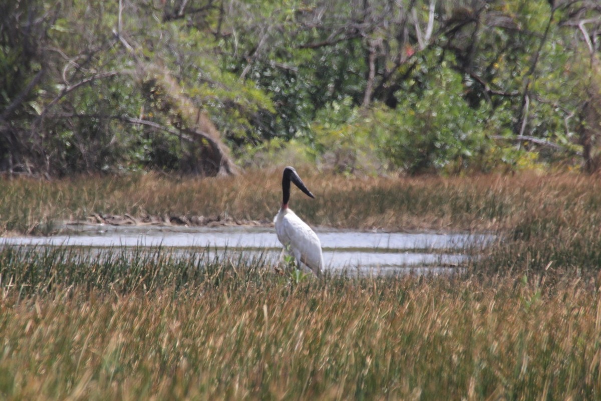 Jabiru - ML83171251