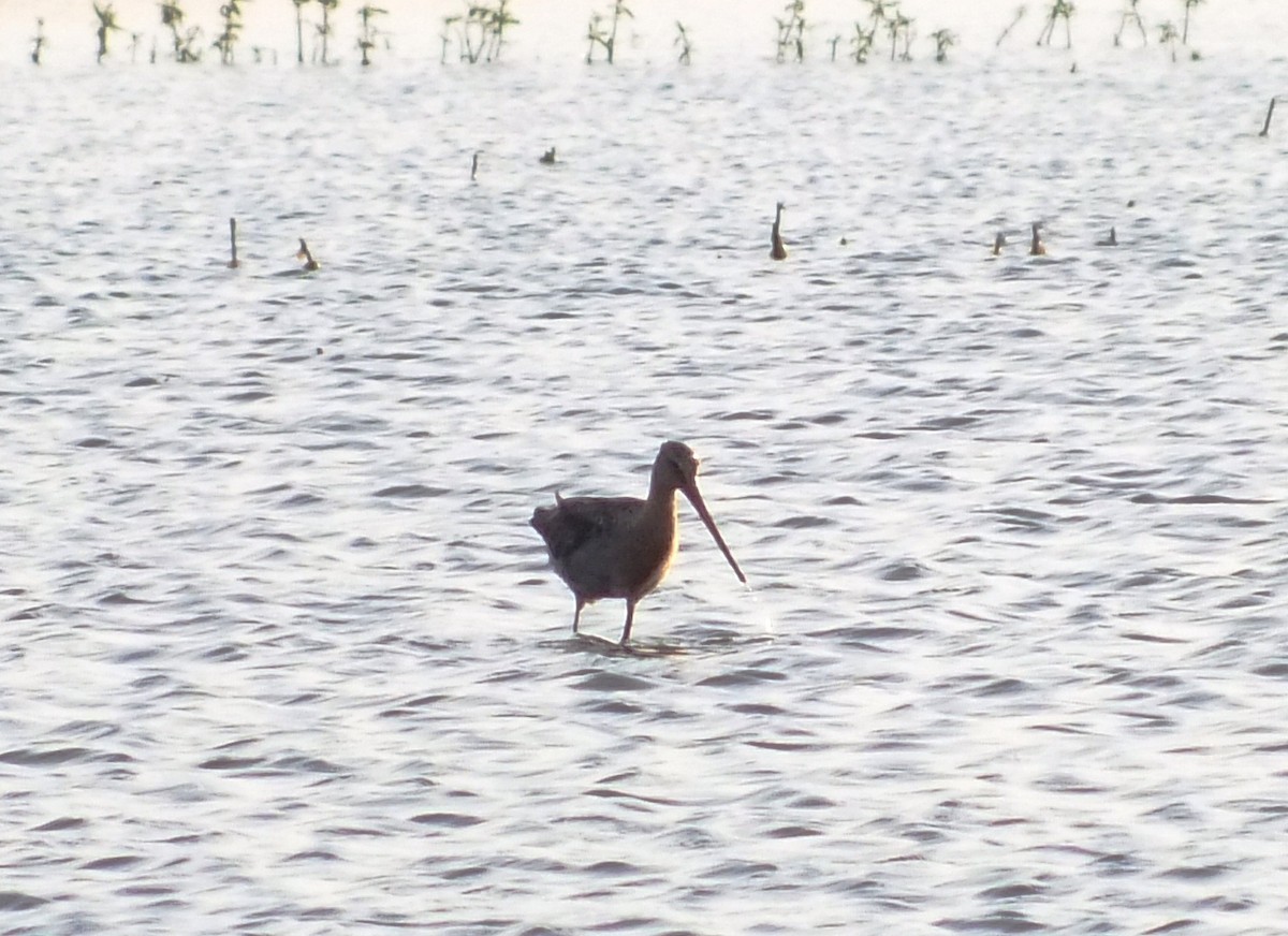 Black-tailed Godwit - ML83171451