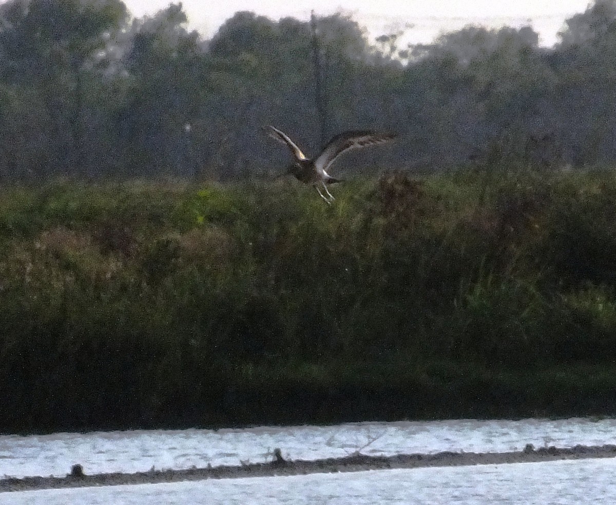 Black-tailed Godwit - ML83171471