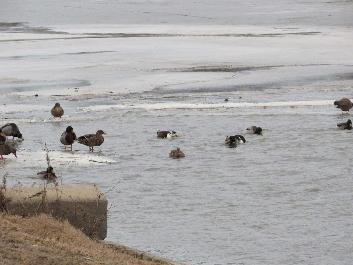Mallard - Daniel Brockman