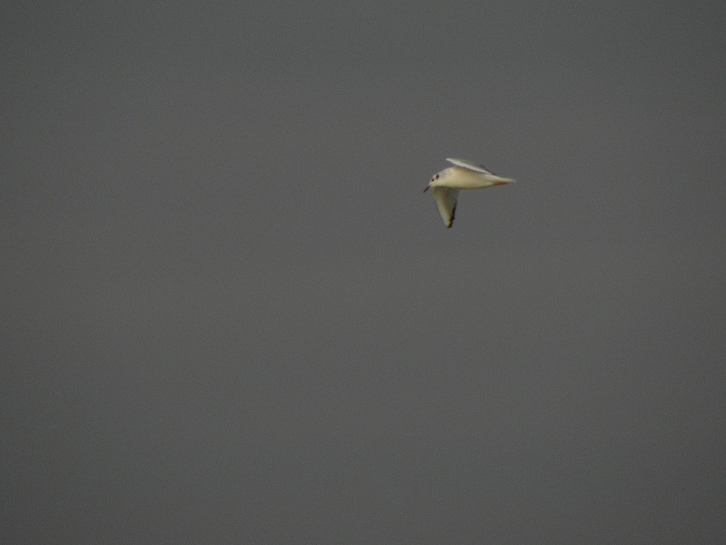 Bonaparte's Gull - ML83171631