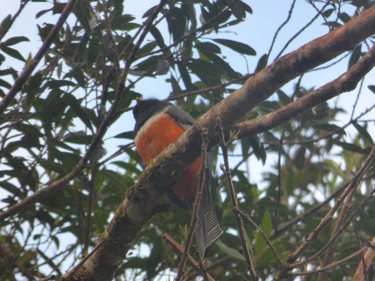 trogon límcový (ssp. aurantiiventris/underwoodi) - ML83173691