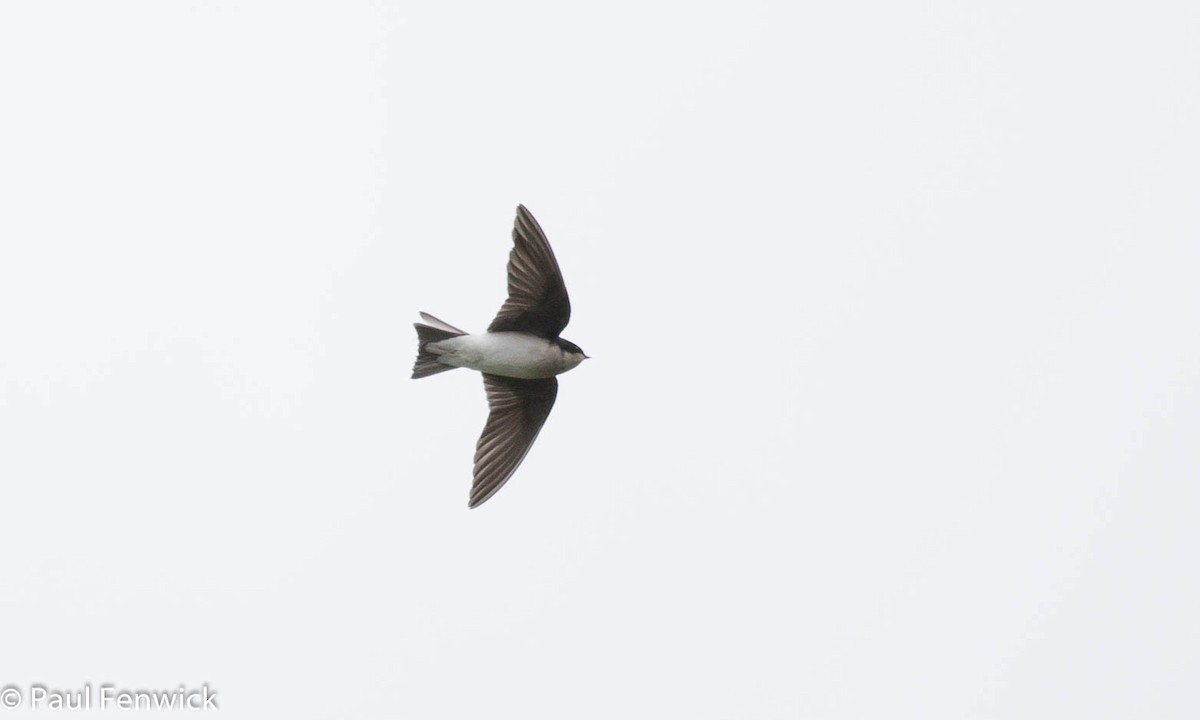 Tree Swallow - Paul Fenwick