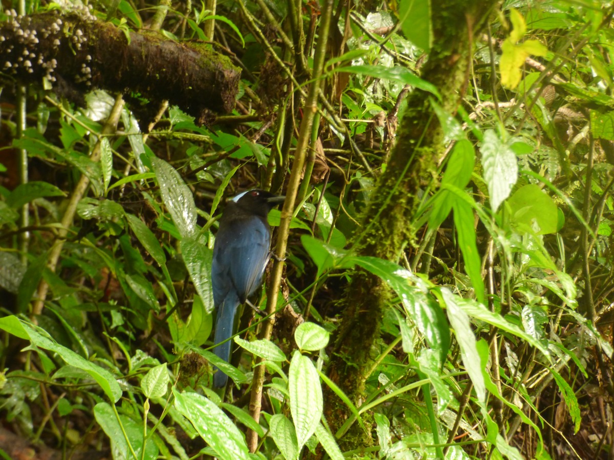 Azure-hooded Jay - Danny J Alvarado S