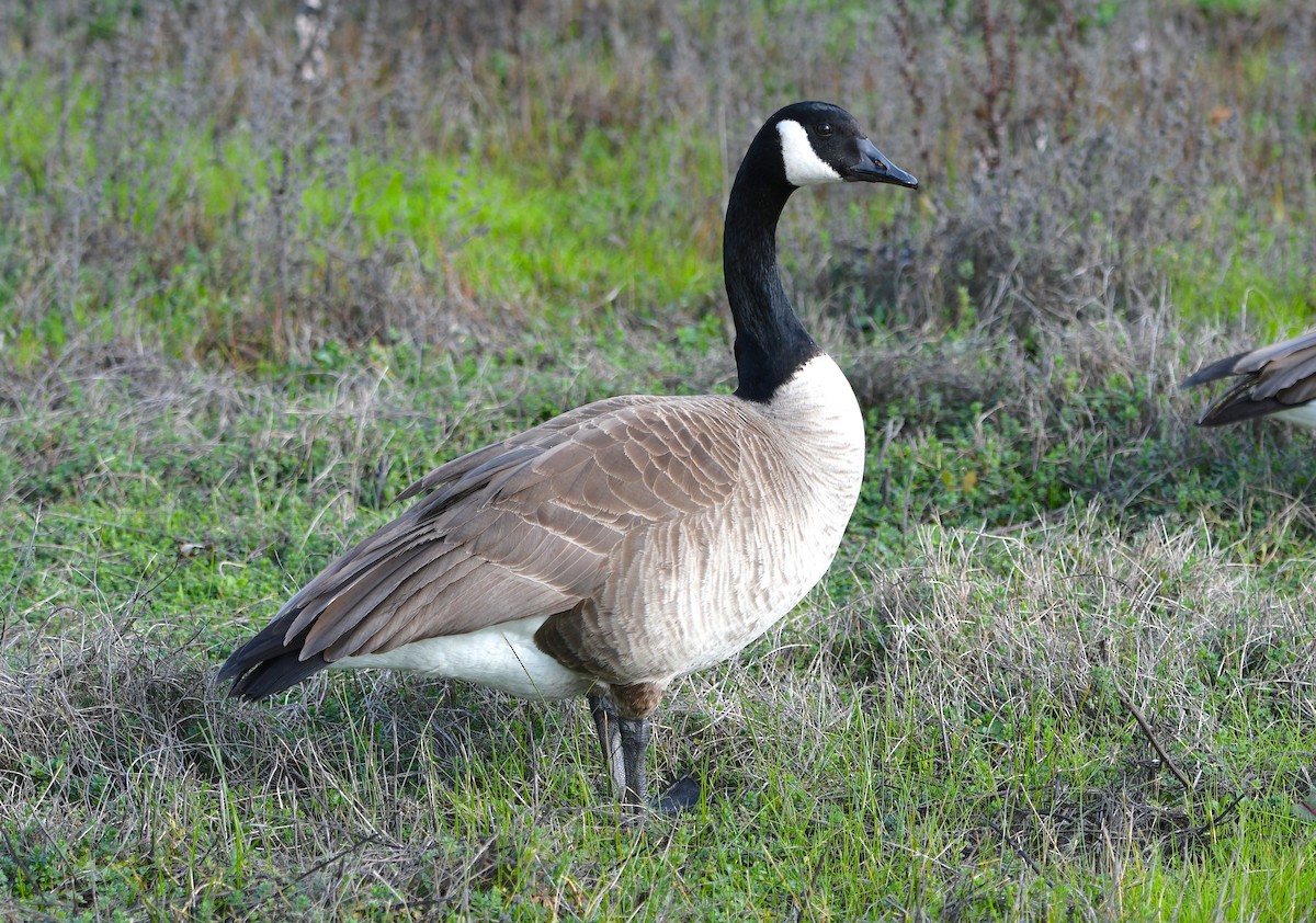 Canada Goose - Sue Gragg