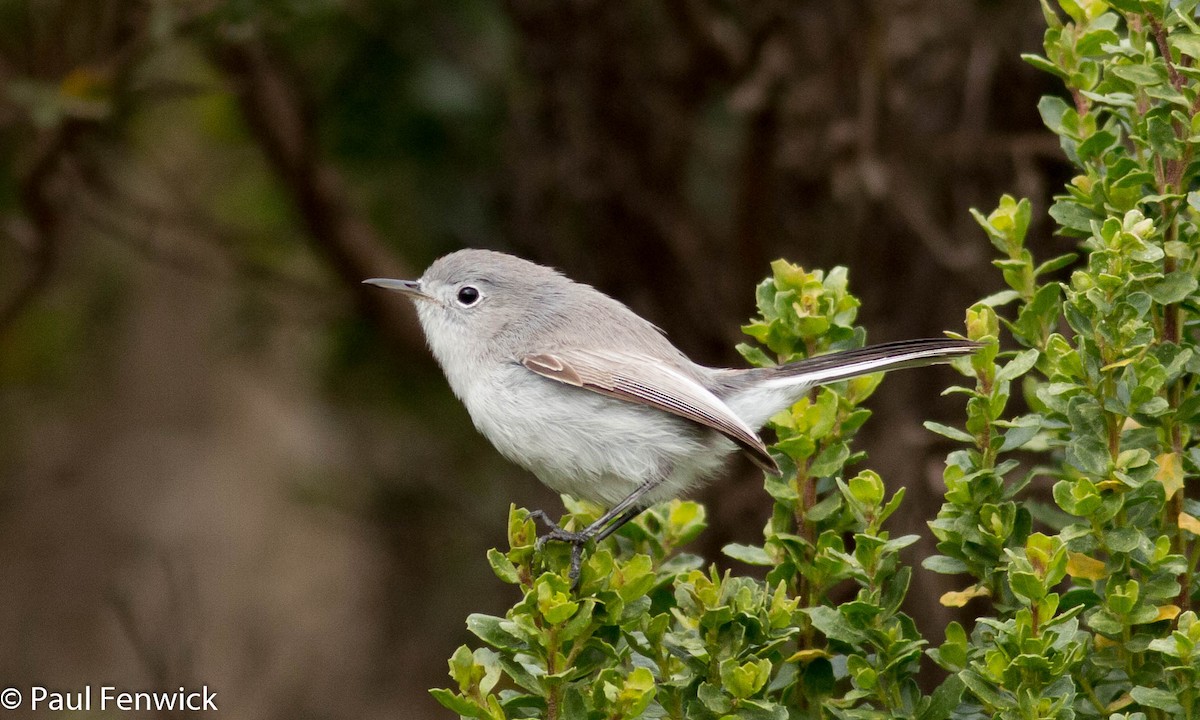 Blue-gray Gnatcatcher - ML83176181