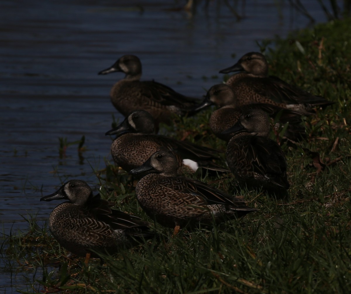 Sarcelle à ailes bleues - ML83176391