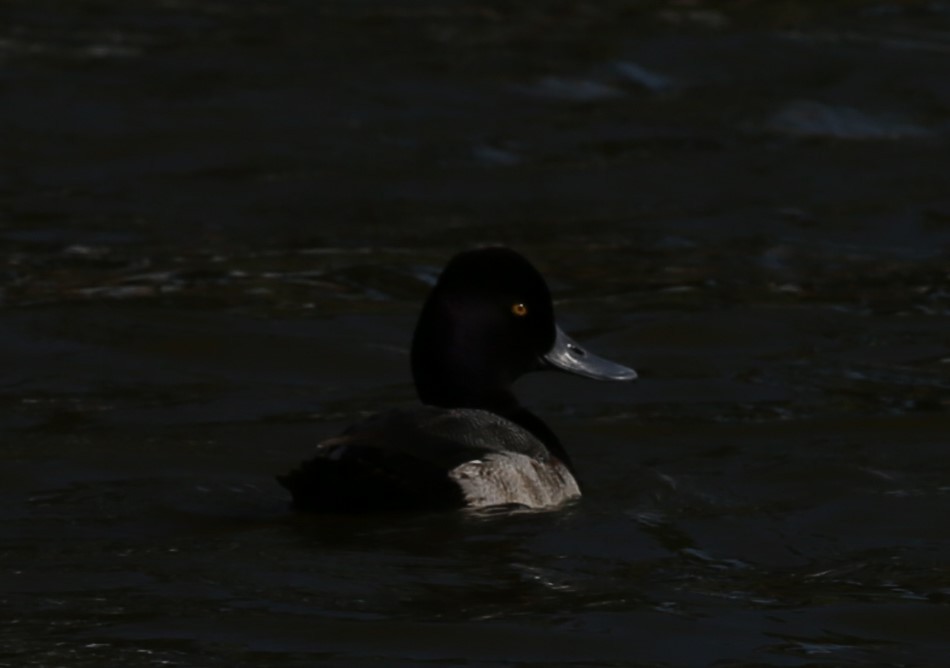 Lesser Scaup - ML83176641