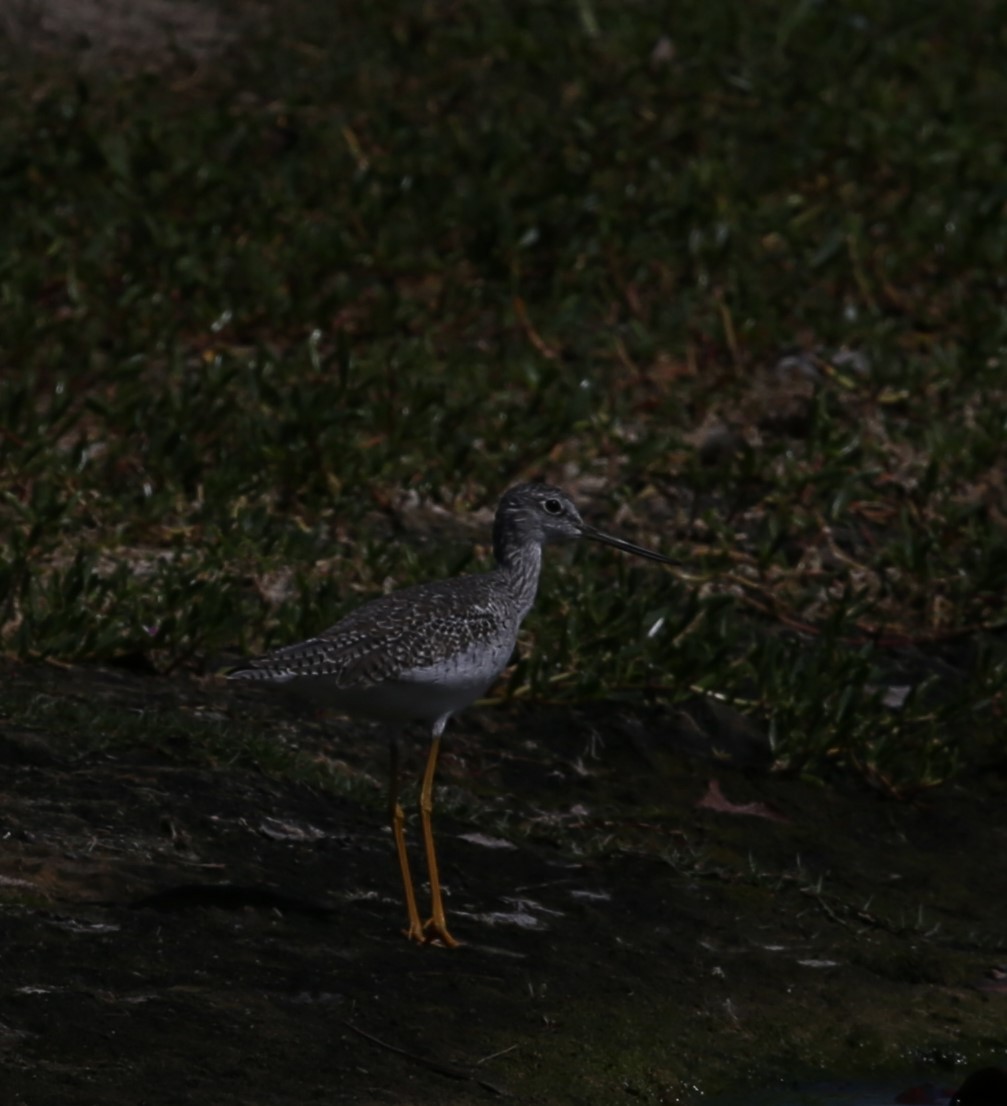 Greater Yellowlegs - ML83177361