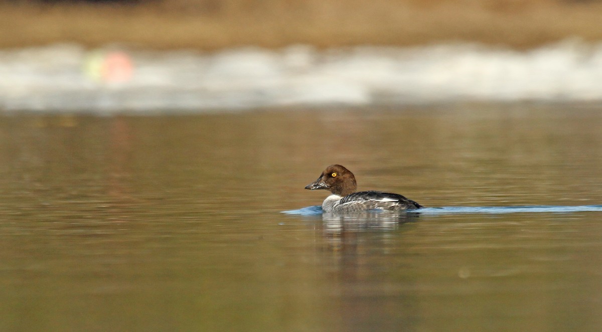 Common Goldeneye - ML83177641