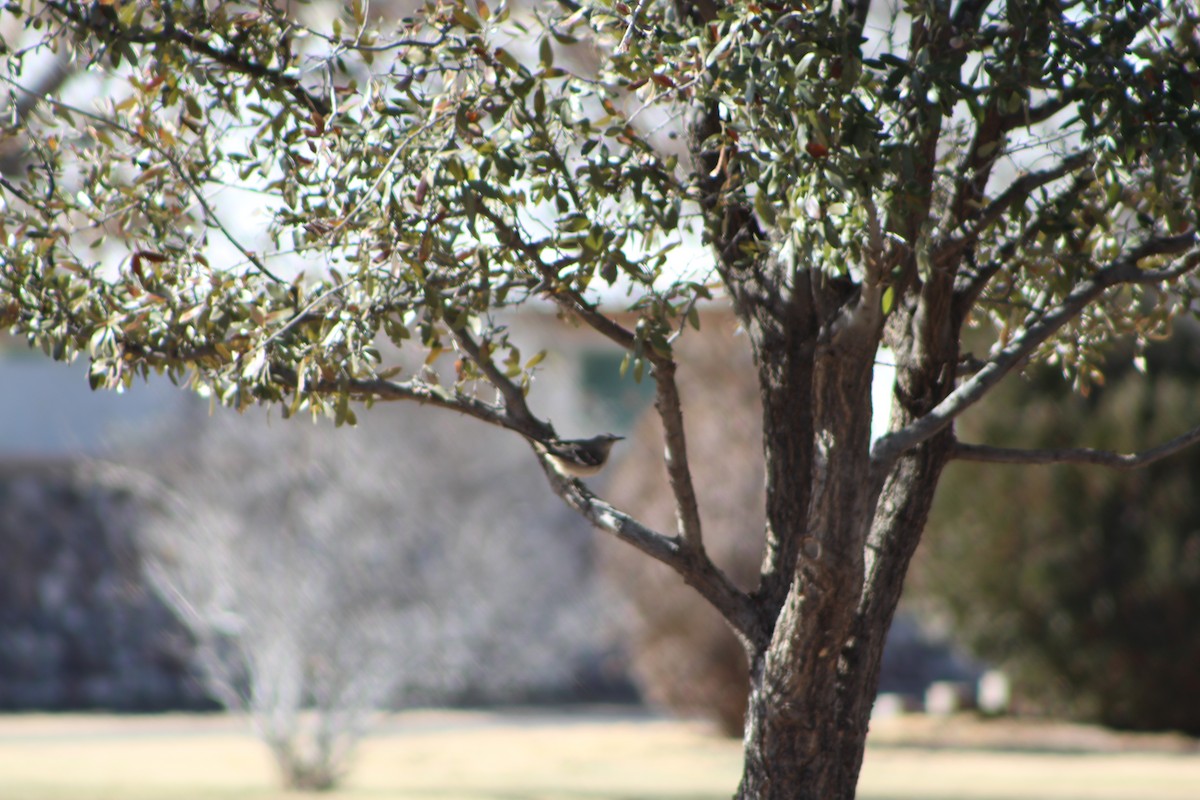 Northern Mockingbird - Michael Doseck