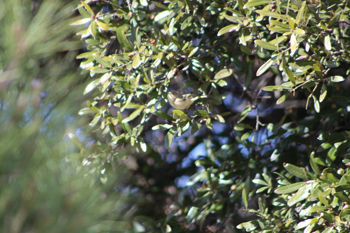 Ruby-crowned Kinglet - ML83178731