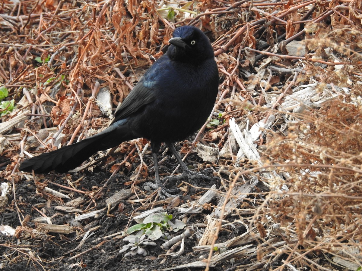 Great-tailed Grackle - ML83179011