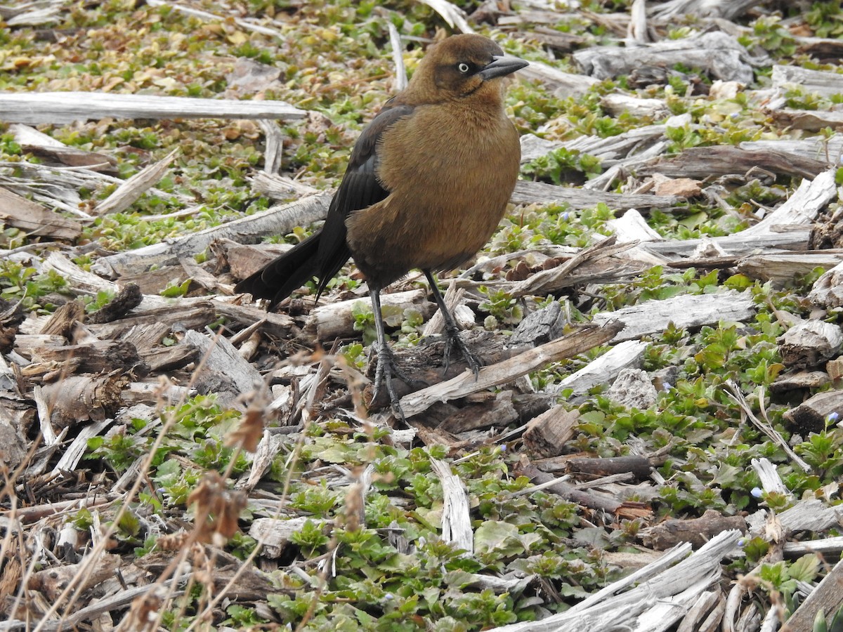 Great-tailed Grackle - ML83179131