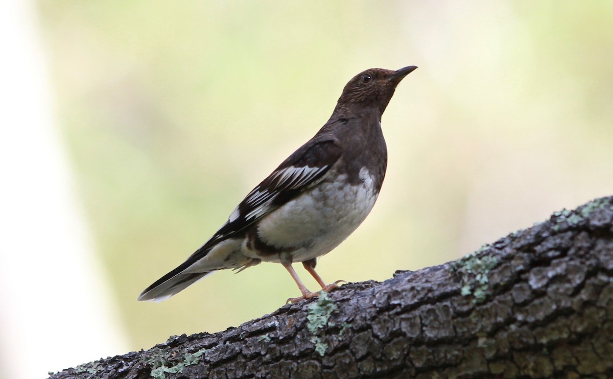 Aztec Thrush - Laurens Halsey