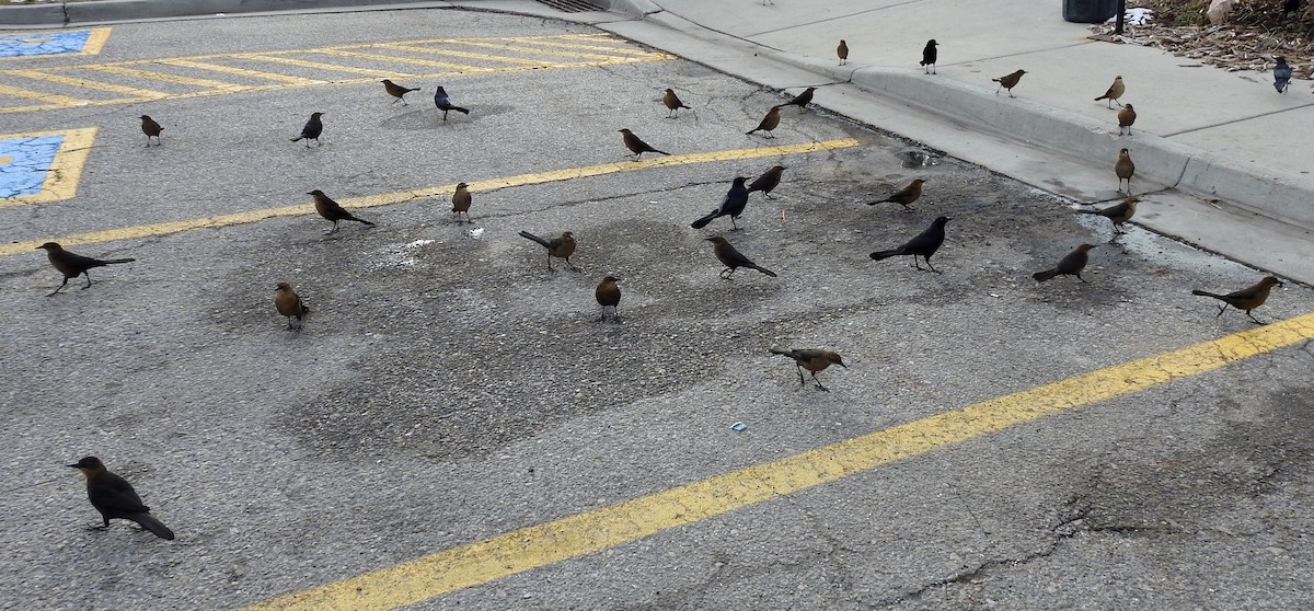 Great-tailed Grackle - ML83179251