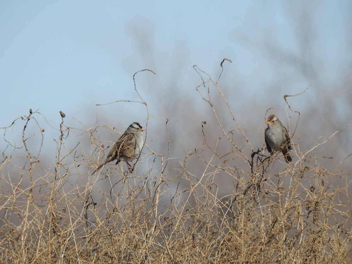 White-crowned Sparrow - ML83180161